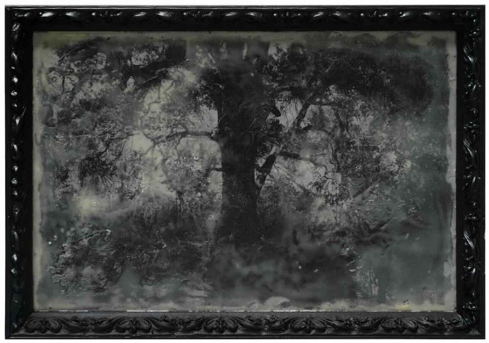 Rooted_Fournier-18Hx26Wx2D